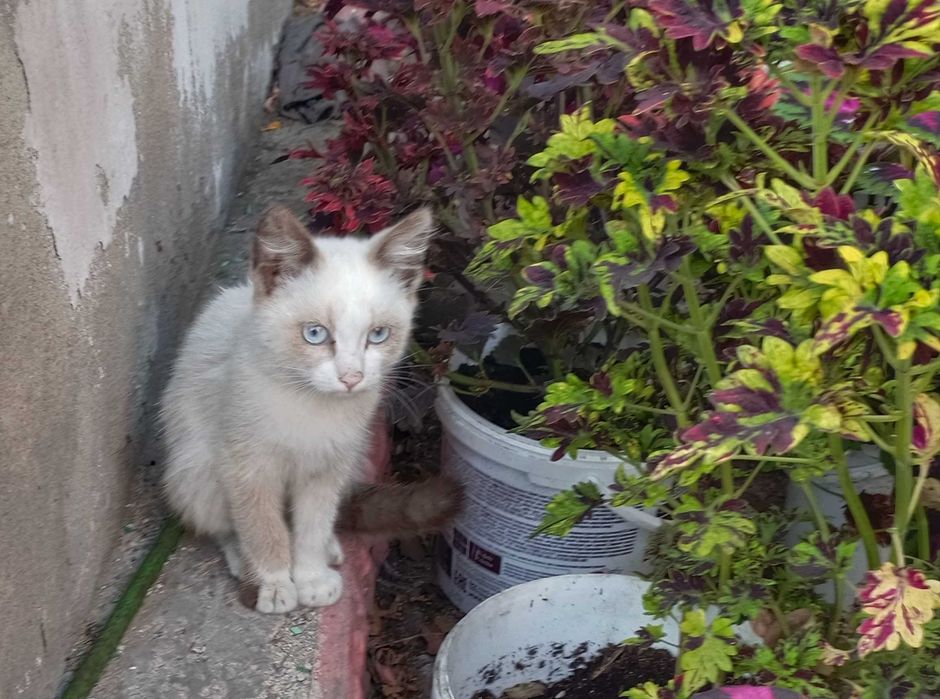 Котята, мальчик и девочка, бесплатно