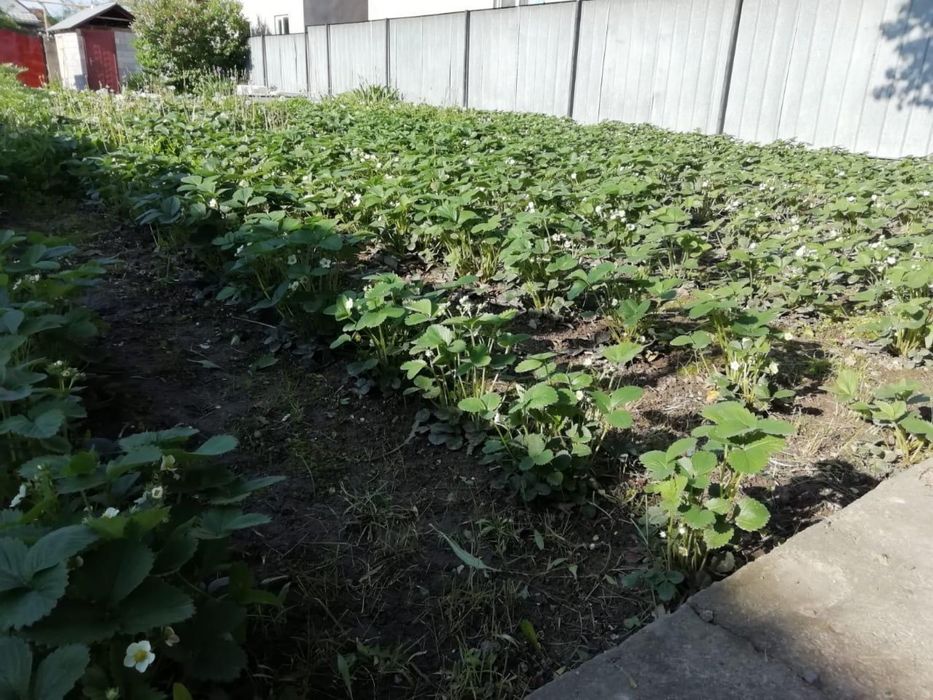 Рассада клубника