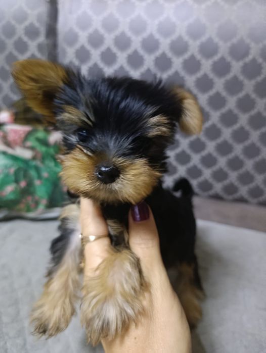 Продам щенков Йорка