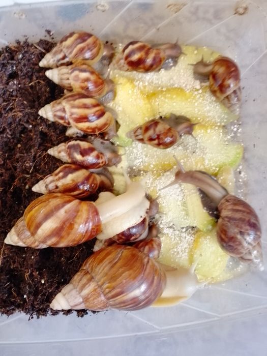 Улитка хатина от 3 см до 8 см