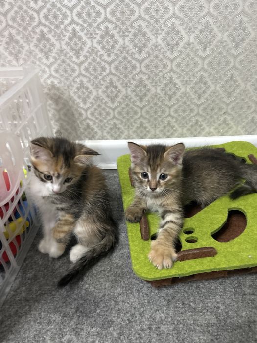 Отдам двух маленьких котят в добрые руки
