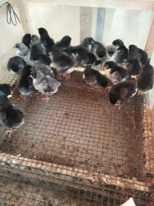 Vind pui de găină australop wiandotte ,GSG