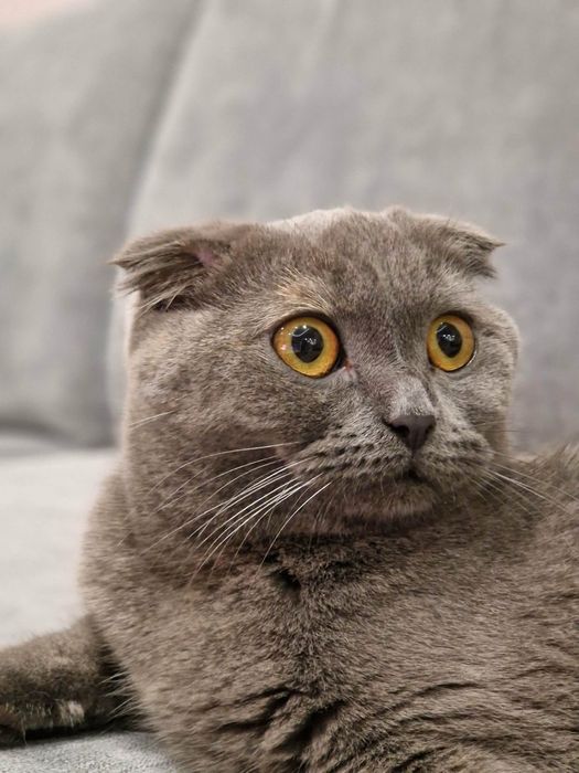 Шотландска клепоуха, британска късокосместа