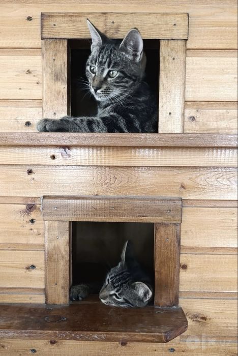 Котята подростки в добрые руки