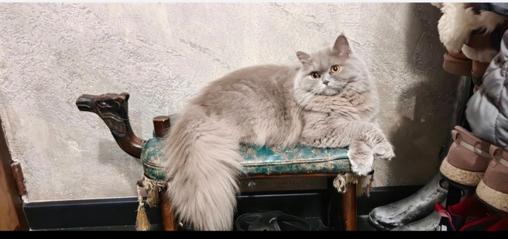Британско дългокосместо коте