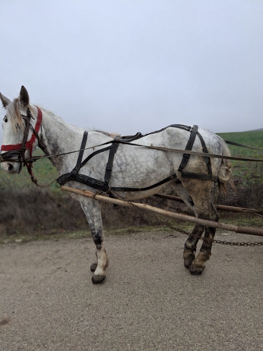 Cal de vanzare  castrat