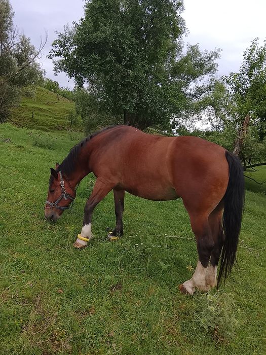 Iapă de vînzare....