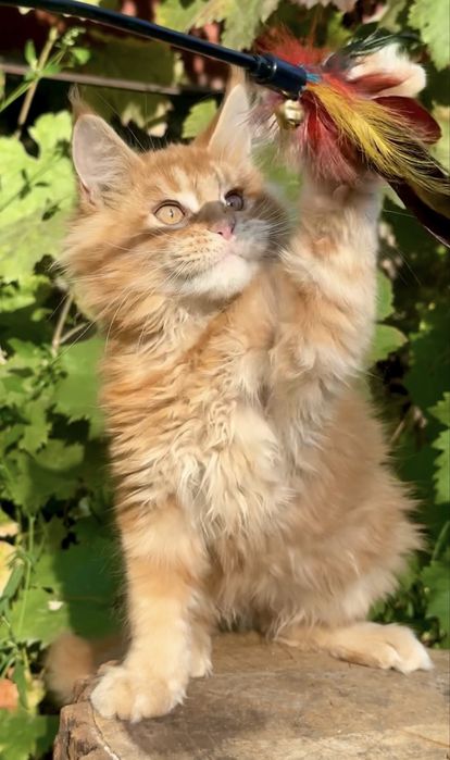 Котенок Мейн-кун мальчик
