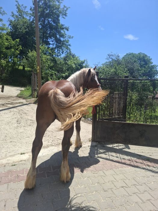 Vand sau schimb cu vaca sau vitei