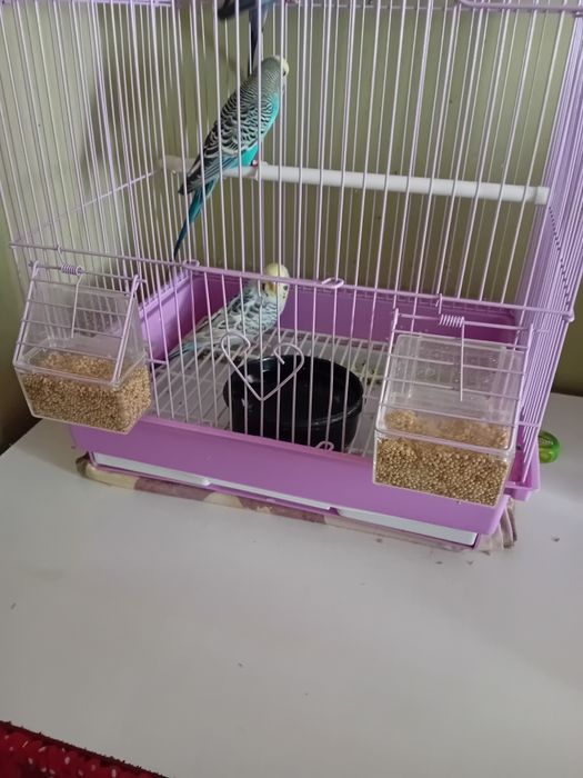 vând peruși 3 buc.