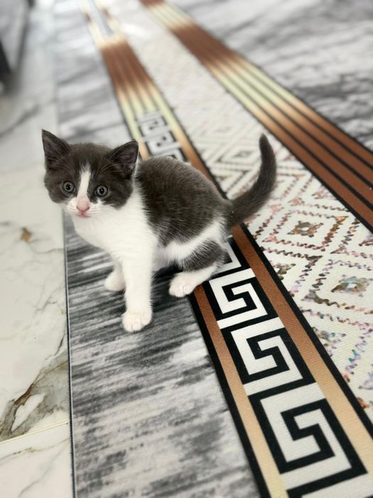 Котята в хорошие руки