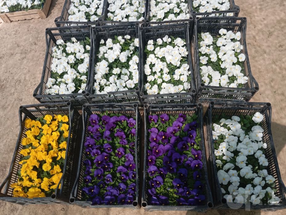 Viola gullar kuzgi