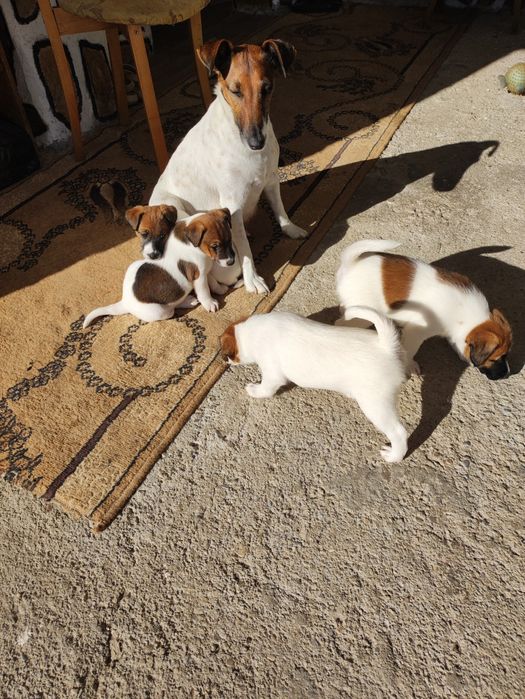 Фокстериери за продажба