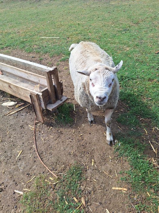 Berbec Rasa Textel (130kg, 4 ani, perfect pentru monta)