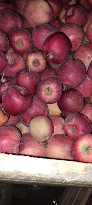 Продам яблоки , Американка , и айдорлет !!