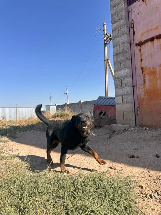 Породистая собака