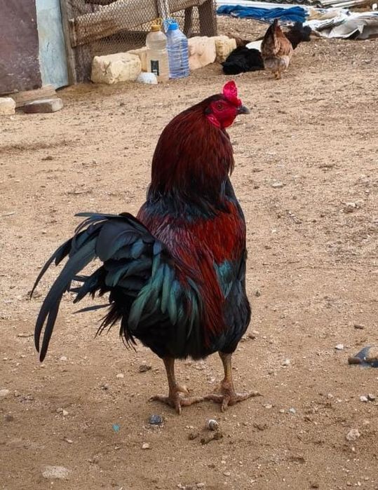 Әтеш сатылады !!!