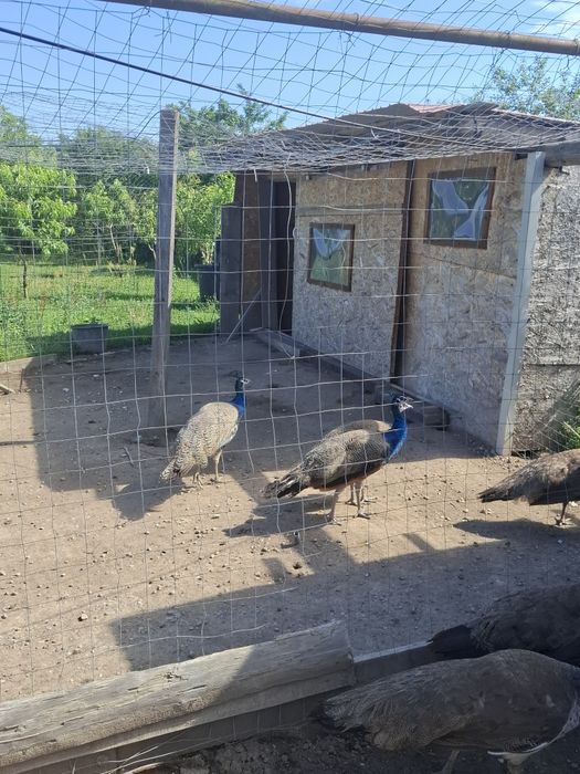 De vanzare 3 pauni de un an