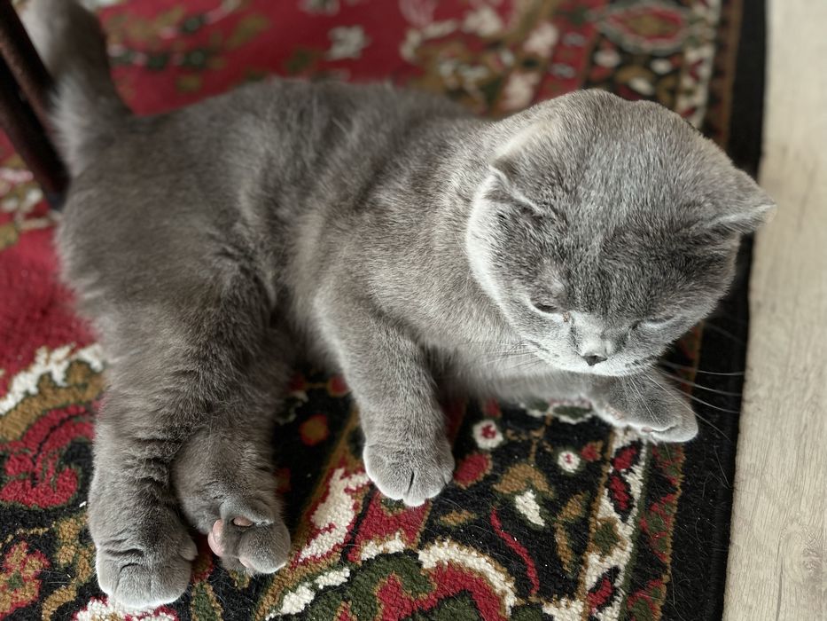 Scottish fold zotli mushuk sotiladi