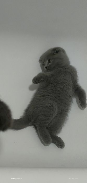 Котята скоттиш фолд, сайт девочки продается