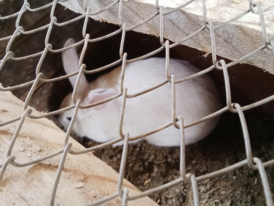 Ұрғашы Қоян сатылады