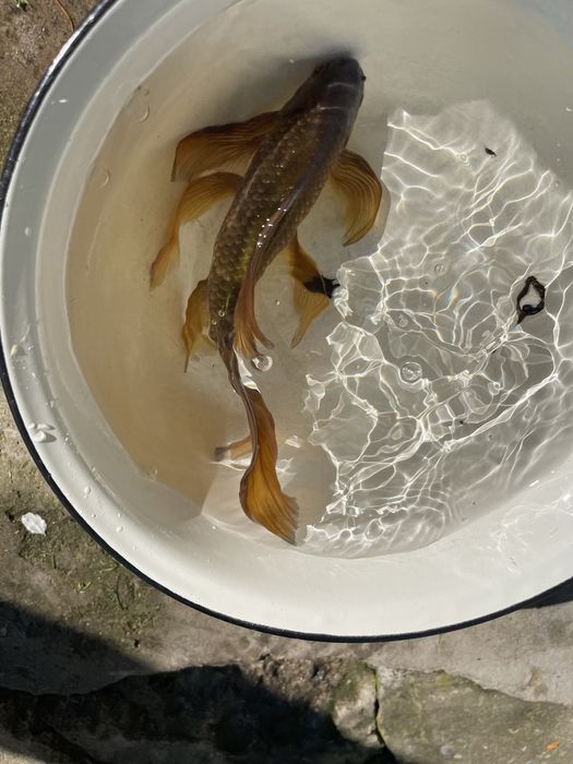 Золотая рыбка камета