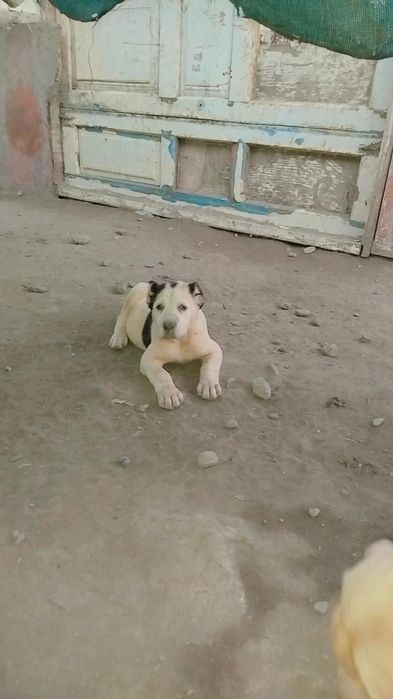 alabay  sitiladi buldozer linya