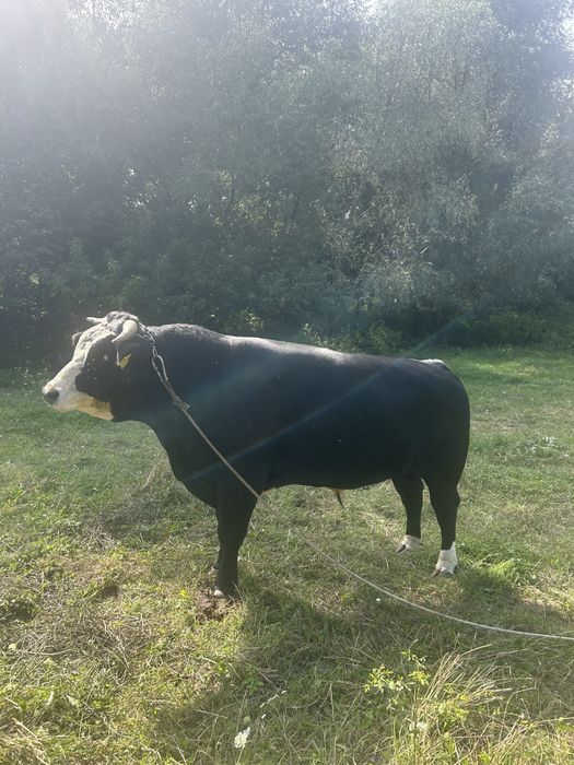 Taur de vanzare
