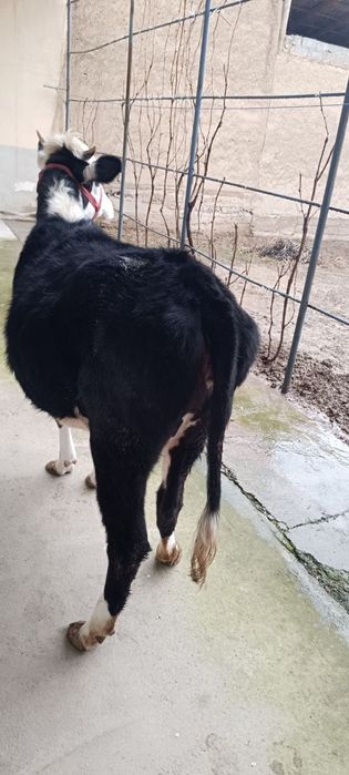 Гунажин сотилади