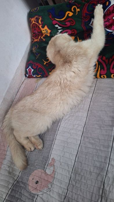 Шиншила фолд мужик