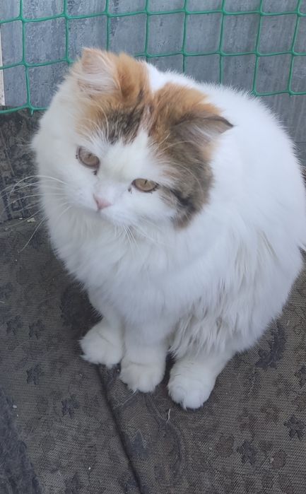 Передержка животных