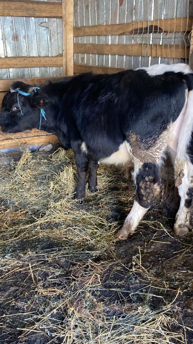 Vand vitei mai multe detalii la tel