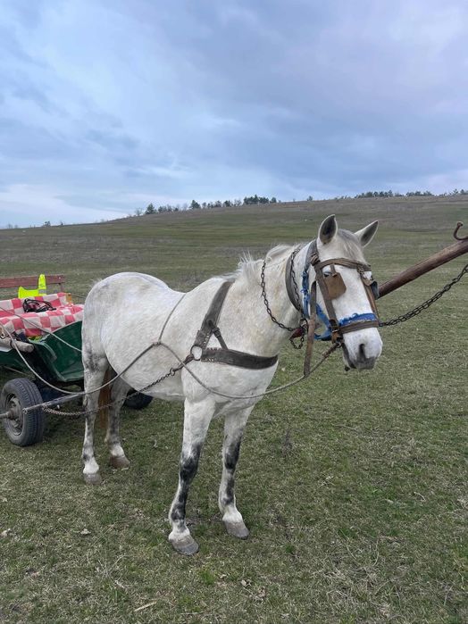 Vând căruța și cal