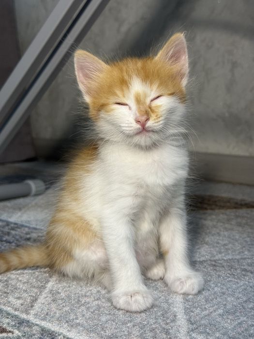 Котенок рыжа-белый