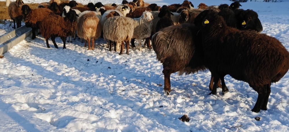 Коздайтын koйлар, сектер етке