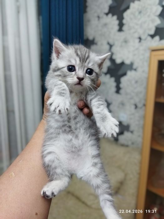 Готовы к продаже шотландские котята