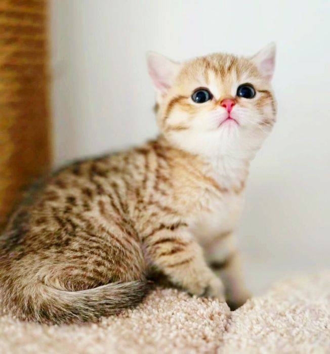 БриТансКие  КотЯтА