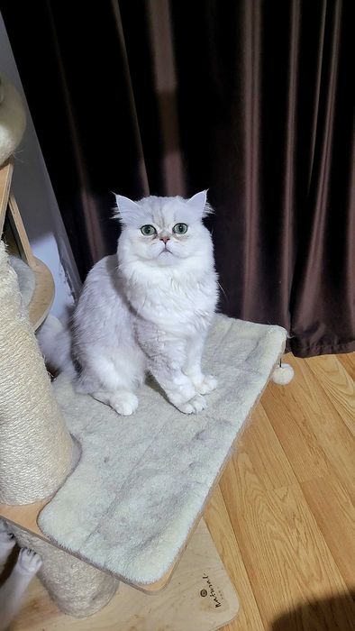 British longhair silver cu ochii verzi felisa autorizata