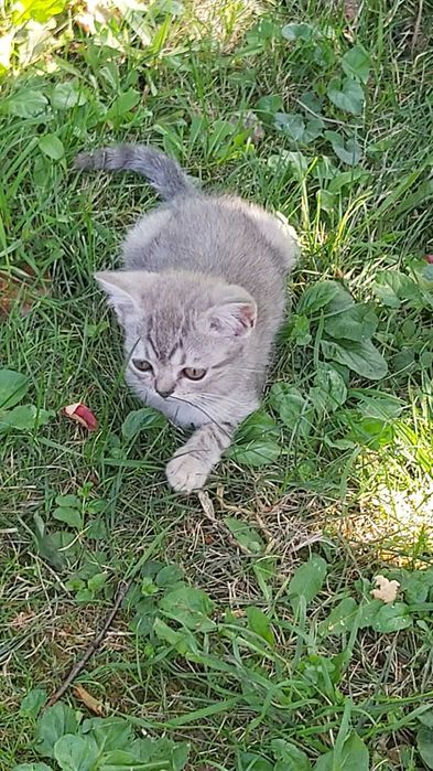 Шотландски клепоухи