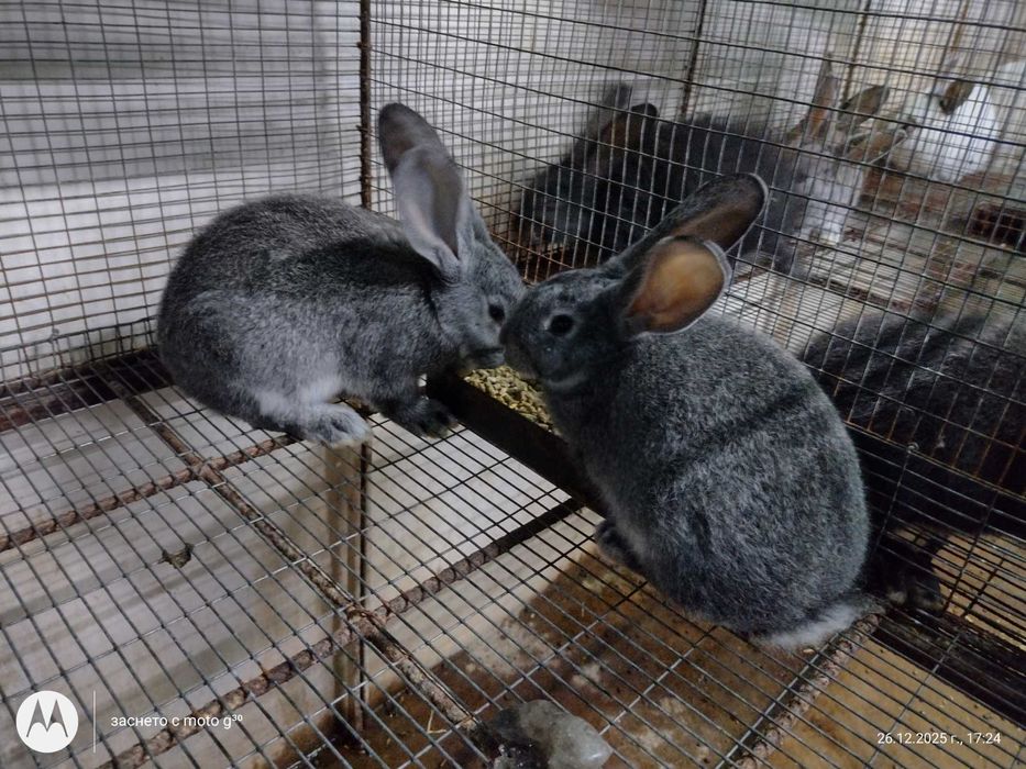 Зайци за разплод калифорнийски, бял великан и др.