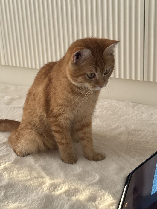 Котенок 5 месяцев