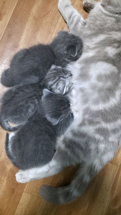 Продам шотландских котят