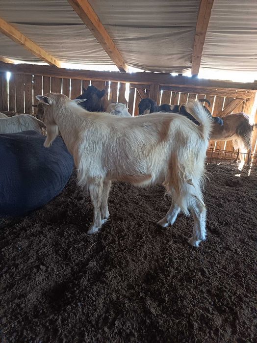 Vând țap tânăr foarte activ