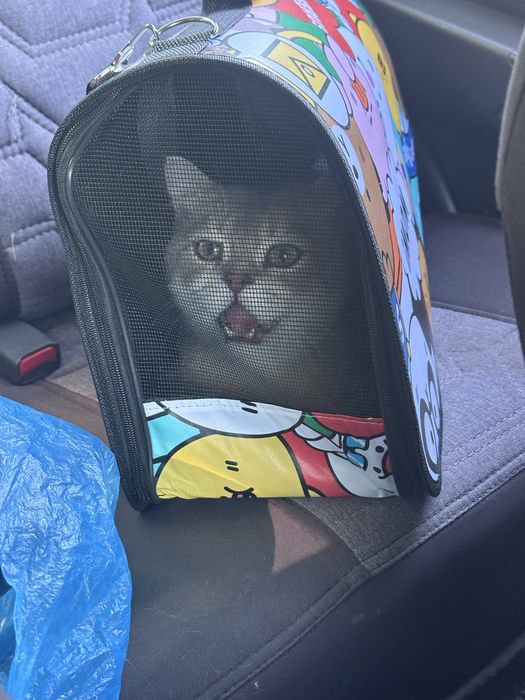 Голубая шиншилла на вязку