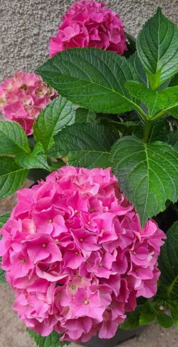 Японска катерлива роза, хортензия, хибискус студоустойчиви