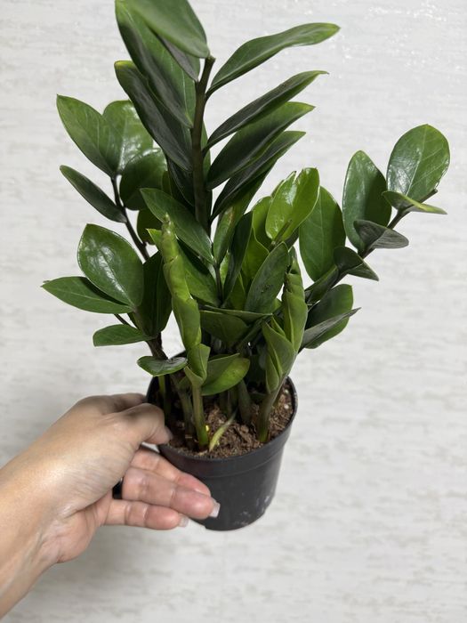 Продаются комнатные цветы