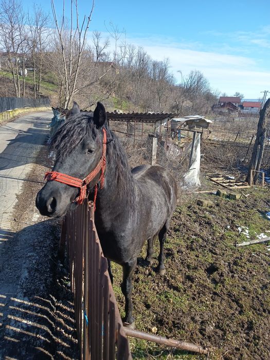 Vând mânz ,2 ani ,metis frizian și lipițan