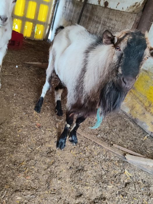 Vând țap metis anglonubian