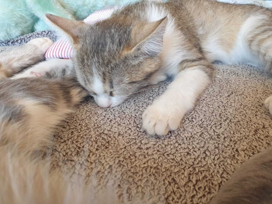 Подарявам малки котета