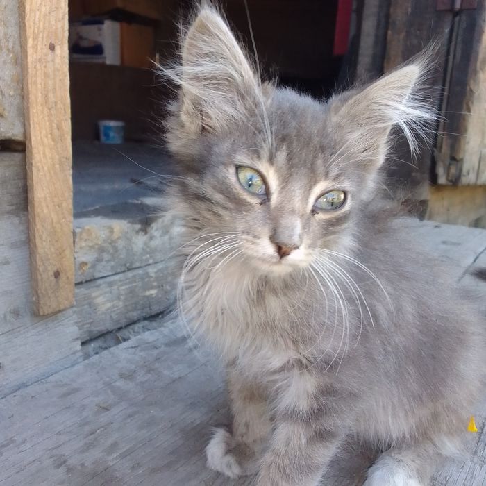 Отдам котят в хорошие руки